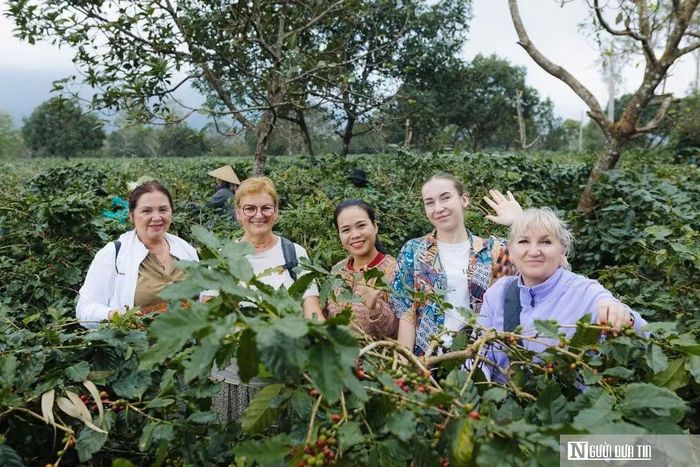 Du khách nước ngoài bên vườn cà phê Khe Sanh
