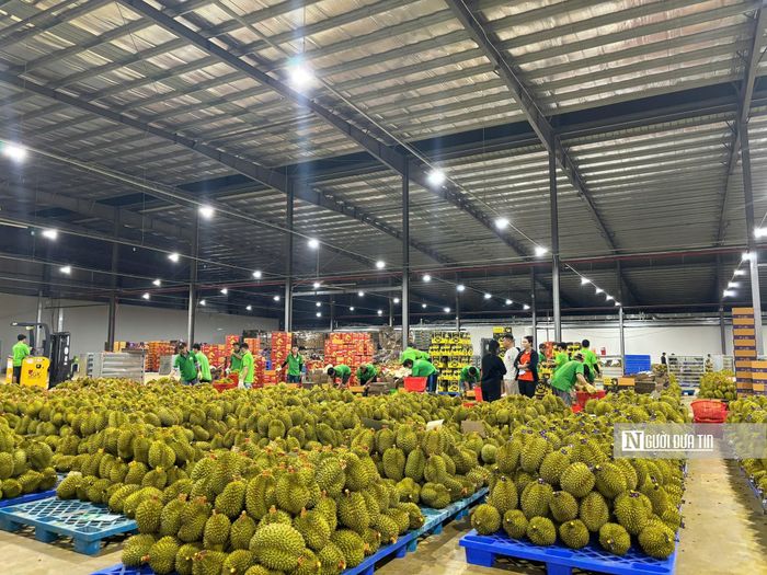 Ông Lê Anh Trung - Chủ tịch Hiệp hội Sầu riêng Đắk Lắk khẳng định: Quan điểm của Hiệp hội rất rõ mã số vùng trồng không phải một loại "giấy phép xuất khẩu" để mua bán, cho thuê hay cho mượn. Mã số phải gắn với vùng sản xuất thực tế và sản phẩm thực tế của vùng đó.