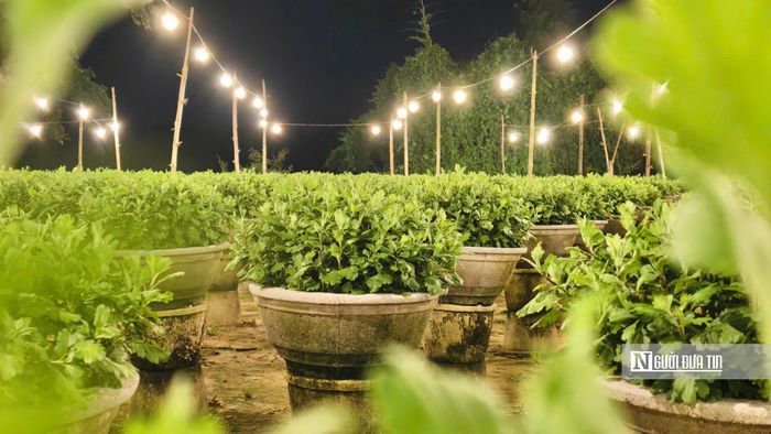 Năm nay, gia đình ông Nguyễn Văn Đông (45 tuổi) trồng 800 chậu cúc phục vụ thị trường Tết. Để chăm sóc vườn hoa, ông đầu tư khoảng 4 triệu đồng lắp đặt hệ thống 60 bóng điện, có chế độ bật, tắt tự động, giúp điều tiết ánh sáng cho cây phát triển đồng đều. Để giữ cho hoa phát triển, các hộ dân phải chong điện liên tục. Riêng nhà ông Đông, mỗi tháng chi khoảng 1 triệu đồng tiền điện để chong cho hoa.