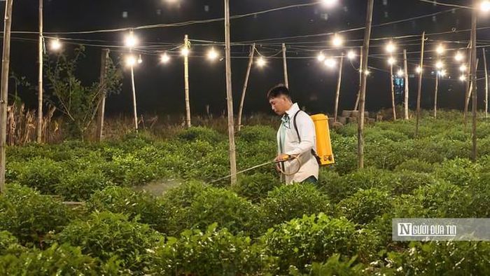 Theo ông Đông, việc chong đèn bắt đầu từ khoảng tháng 8 âm lịch, dự kiến kéo dài đến giữa tháng 11 âm lịch. Khi cây đạt chiều cao mong muốn, người trồng sẽ ngừng chiếu sáng để hoa chuyển sang giai đoạn hình thành nụ, kịp bung nở vào dịp Tết.
