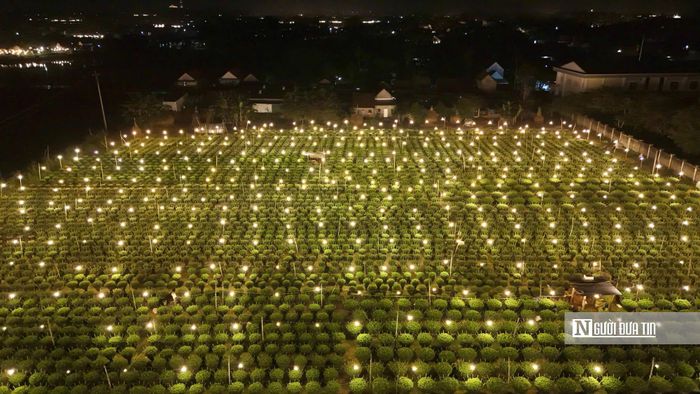 Theo các nhà vườn, việc chong đèn thường bắt đầu sau khi xuống giống khoảng 3-5 ngày, lúc cây con đã bén rễ. Ánh sáng bổ sung giúp cây tiếp tục phát triển thân, lá, hạn chế ra nụ sớm, qua đó chủ động thời điểm nở hoa trong điều kiện thời tiết thất thường.