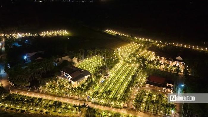 Khoảng đầu tháng 12 âm lịch, các nhà vườn bắt đầu bước vào công đoạn lặt nụ. Đây cũng là thời điểm thương lái tìm đến xem hoa, đặt cọc. Vì vậy, việc tính toán thời gian chong đèn, điều tiết sinh trưởng được người trồng đặc biệt chú trọng để hoa nở đúng dịp Tết
