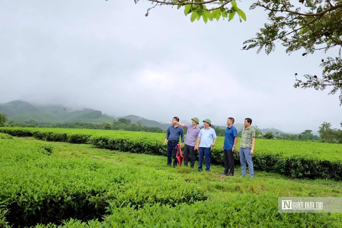 Để phát triển hiệu quả của cây trồng này, yêu cầu đặt tổ chức lại sản xuất và tăng cường liên kết giữa các hộ trồng chè. Ảnh Cẩm Thạch.