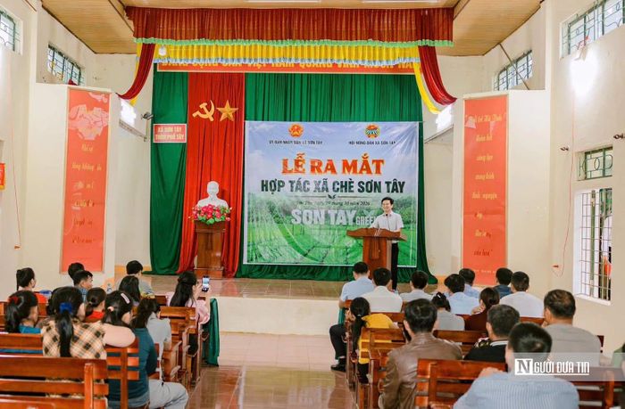 Hợp tác xã sản xuất chè liên kết chuỗi giá trị được hình thành với kỳ vọng đưa cây trồng này thành mũi nhọn kinh tế của địa phương. Ảnh Cẩm Thạch.
