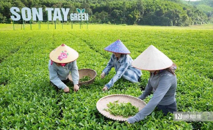 Xã Sơn Tây định hướng phát triển tham quan cùng với trải nghiệm hái búp chè. Ảnh Cẩm Thạch.