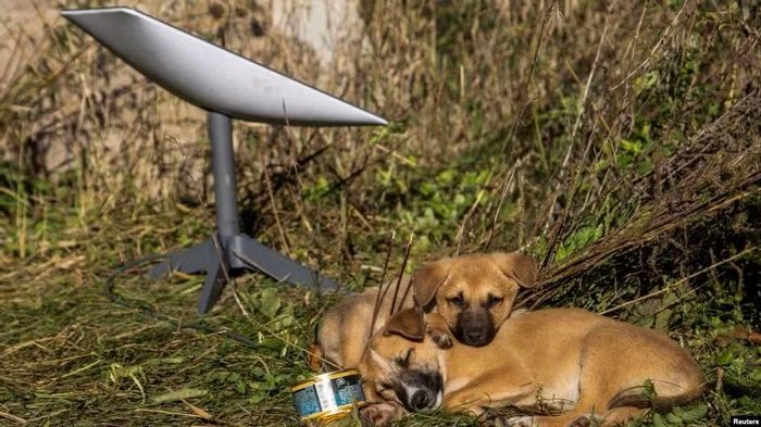 Hệ thống Starlink đóng vai trò rất quan trọng đối với hoạt động của quân đội Ukraine. Ảnh: Reuters.