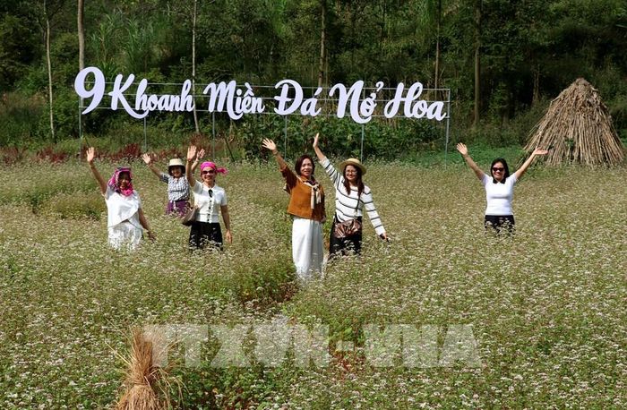 Du khách thả mình giữa thung lũng hoa tam giác mạch thơ mộng, tận hưởng vẻ đẹp bình yên của Cao nguyên đá mùa hoa nở. Ảnh: Đức Thọ - TTXVN