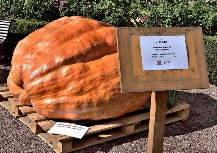 Quả bí ngô khổng lồ nặng 772 kg. Ảnh: Thetwirlingtraveler