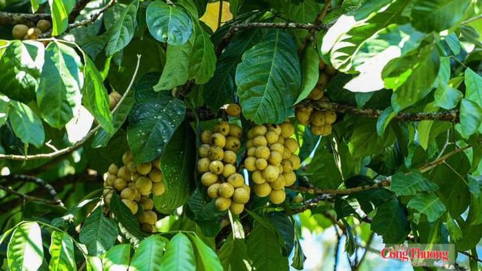 Không chỉ lưu giữ những nét đẹp gần như hoang sơ, đậm dấu thời gian, làng cổ Lộc Yên với khí hậu ôn hòa, mát mẻ quanh năm còn nổi tiếng với những vườn cây ăn trái trĩu quả, đặc biệt là bòn bon.