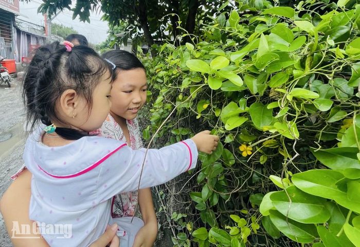 Mấy đứa trẻ rất thích hái lá sương sâm.
