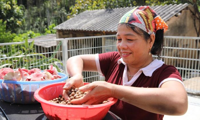 Bà Trần Thị Nghĩa với niềm vui thu hoạch hạt dẻ, nấm chẹo.