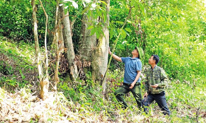 Cây dẻ gần một trăm năm tuổi tại xã Trường Sơn.
