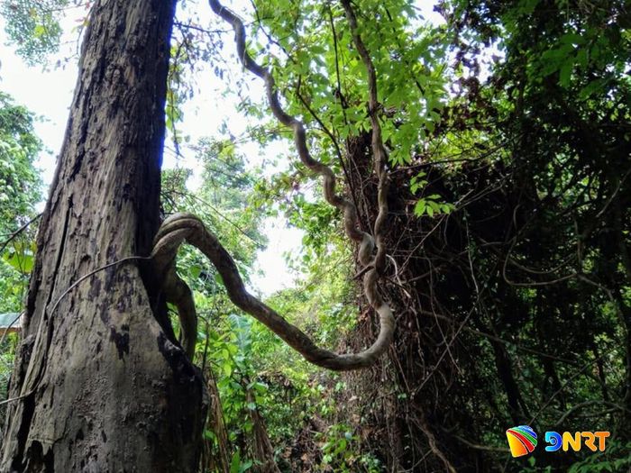 Đường lên thảo nguyên Lalang còn rất nguyên sơ. Ảnh: Hoàng Long