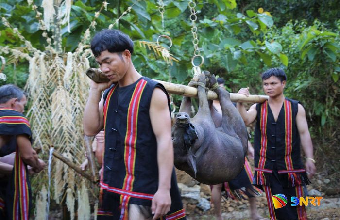 Thanh niên được phân công nhiệm vụ khiêng heo đen, vật tế cúng thần. Ảnh: ALĂNG NGƯỚC