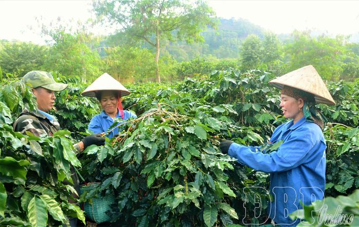 Thu hoạch các loại nông sản chủ lực góp phần thúc đẩy tăng trưởng quý IV năm 2026.Ảnh: Người dân xã Mường Ảng thu hoạch cà phê.