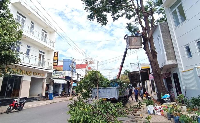 Xã Vạn Ninh triển khai công tác cắt tỉa cây xanh trước mùa mưa bão năm 2026.