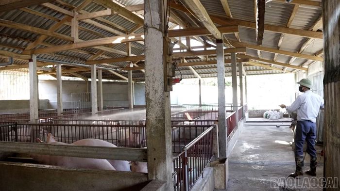 Gia đình ông Đỗ Văn Như (thôn Bản Hẻo, xã Liên Sơn) chú trọng vệ sinh, giữ gìn chuồng trại sạch sẽ để bảo đảm an toàn sinh học.
