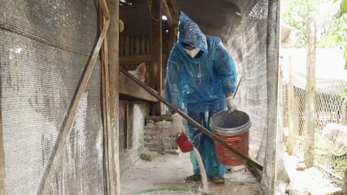 Người dân thực hiện rắc vôi bột sát trùng khu vực lối vào chuồng trại để chủ động phòng, chống dịch bệnh cho đàn vật nuôi.