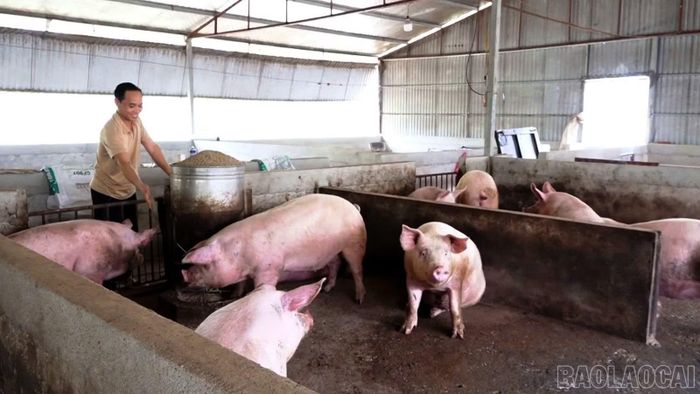 Người dân chăm sóc đàn lợn thương phẩm, nâng cao chất lượng và quy mô chăn nuôi hàng hóa