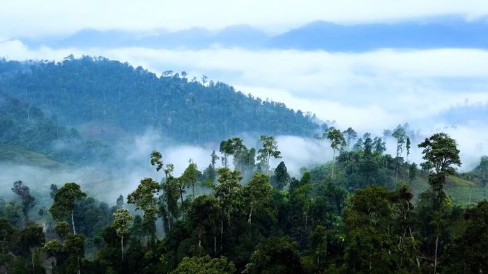 Nhờ triển khai nhiều biện pháp nghiệp vụ đã phần bảo tồn các loài động vật quý hiếm, giữ gìn đa dạng sinh học và môi trường sinh thái.