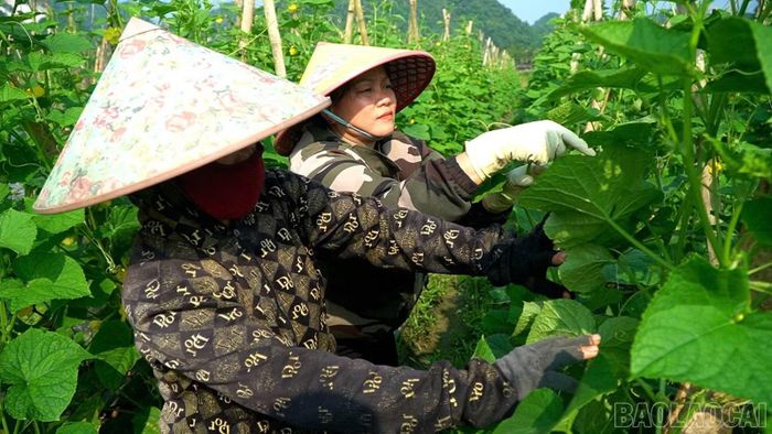 Hội viên phụ nữ xã Tú Lệ lựa chọn mô hình phát triển kinh tế.
