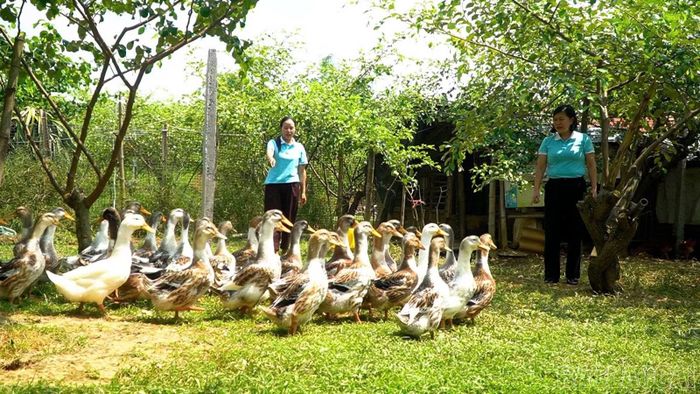 Mô hình kinh tế của chị Ma Phi Hùng, thôn Thâm Pồng, xã Lục Yên đem lại hiệu quả kinh tế cao.