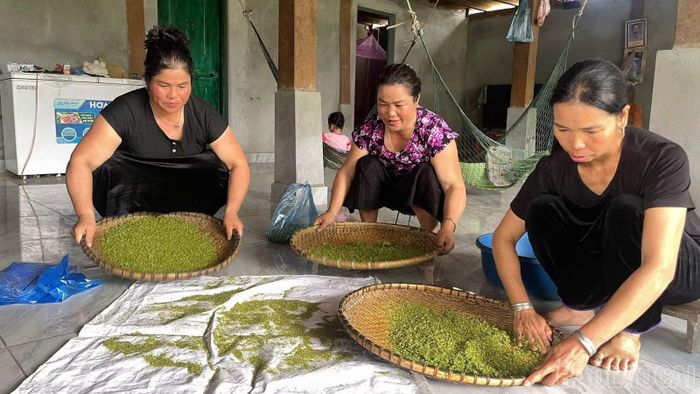 Phát huy lợi thế của địa phương, hội viên phụ nữ đưa sản phẩm Cốm Tú Lệ ngày càng vươn xa.