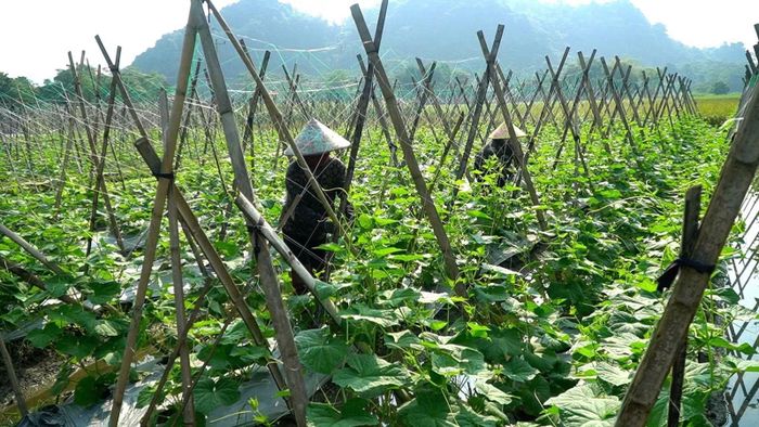 Hội Liên hiệp Phụ nữ xã Tú Lệ hỗ trợ hội viên tiếp cận nguồn vốn, hướng dẫn kỹ thuật, lựa chọn mô hình sản xuất phù hợp, qua đó nâng cao ý thức chủ động vươn lên.