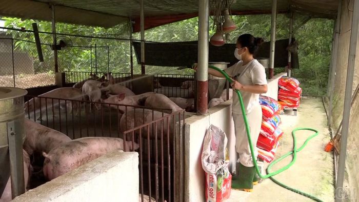 Nhiều hội viên mạnh dạn đầu tư mô hình chăn nuôi phù hợp với điều kiện gia đình.