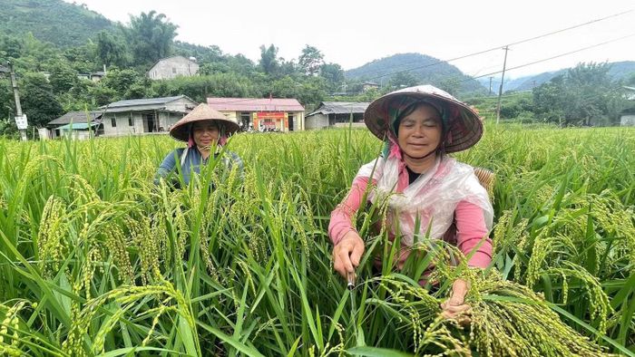 Chị em phụ nữ xã Tú Lệ phát huy hiệu quả nguồn vốn vay.