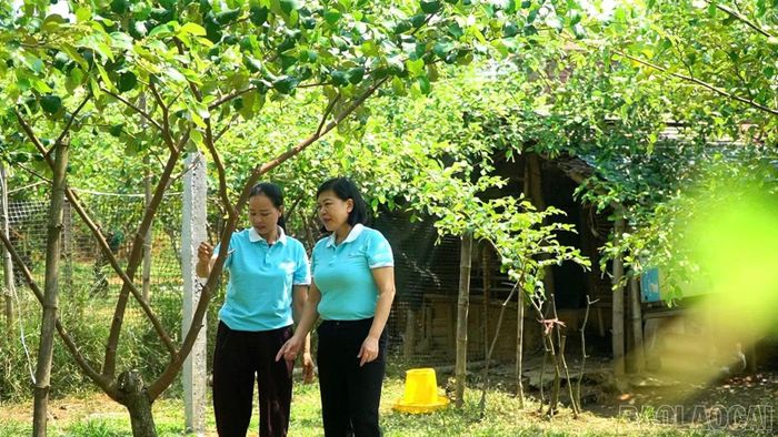 Trên 300 gốc táo Đài Loan của gia đình chị Ma Phi Hùng đang sinh trưởng và phát triển tốt.