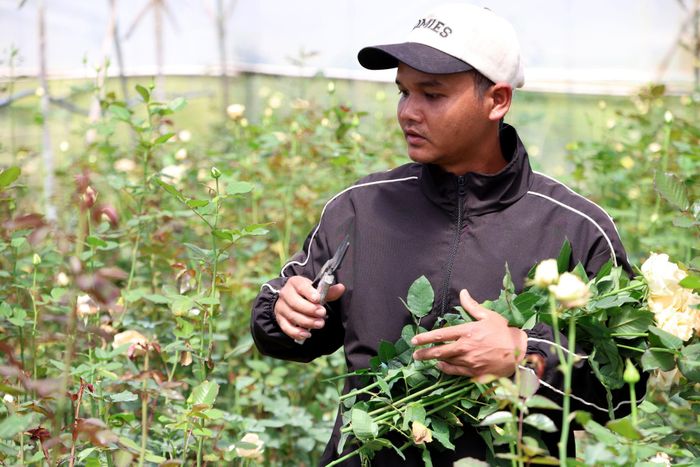 Anh Multy Bla Sy đang kinh doanh 2 sào hoa hồng tại Tổ dân phố Đan Kia