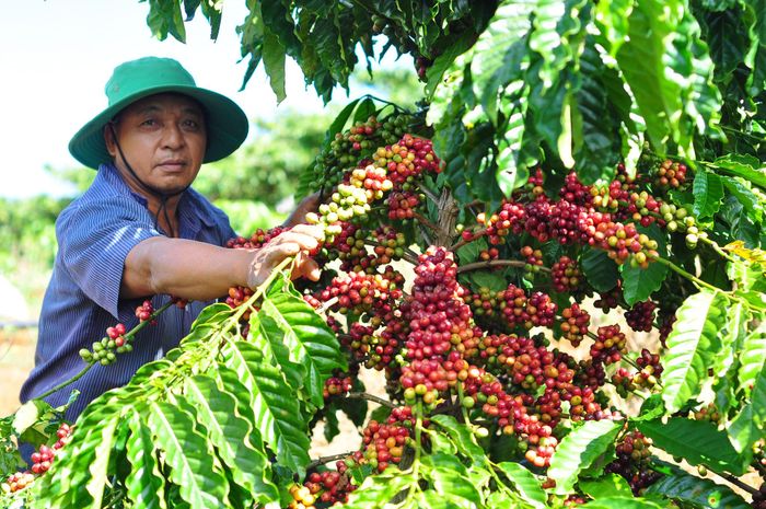 Các xã Lâm Hà hiện đang là vùng chuyên canh sản xuất cà phê trọng điểm của tỉnh Lâm Đồng