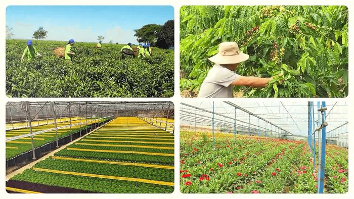 Từ những đồi chè, vườn cà phê đến các mô hình nông nghiệp công nghệ cao, Lâm Hà hôm nay vươn mình thành vùng sản xuất nông nghiệp trù phú, giàu tiềm năng