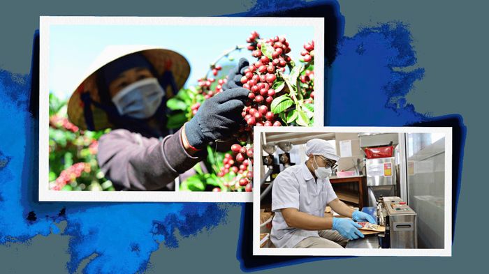 Từ thu hoạch đến chế biến, cà phê Lâm Hà ngày càng được nâng cao giá trị, mở rộng thị trường tiêu thụ