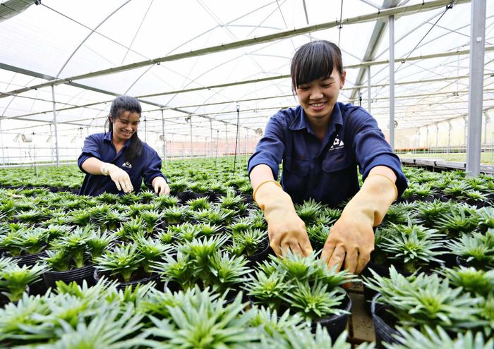 Không gian sản xuất nông nghiệp và cảnh quan đặc trưng của Lâm Hà có thể trở thành nền tảng phát triển các sản phẩm du lịch trải nghiệm, kết hợp tìm hiểu quy trình sản xuất và thưởng thức nông sản địa phương