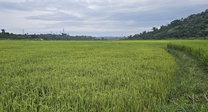 Cánh đồng lúa gắn bó với sinh kế và đời sống văn hóa, tín ngưỡng của người Cơ Ho Srê qua nhiều thế hệ