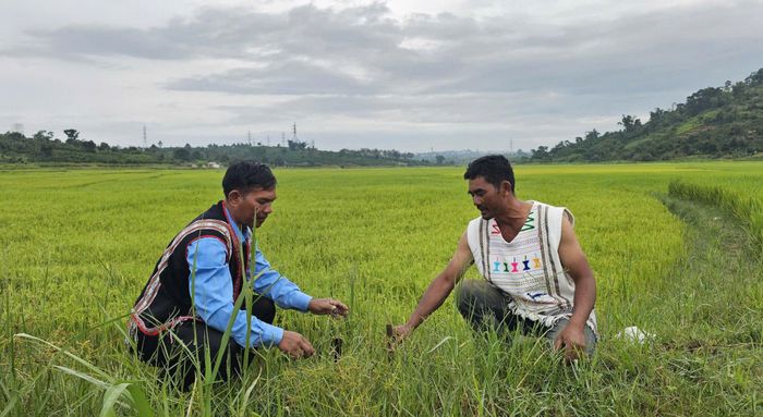 Người thực hành nghi lễ cùng bà con cắm những ống tre chứa huyết trâu bên bờ ruộng trong nghi lễ Nhô wèr
