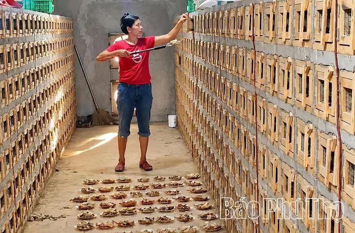 Người dân thôn Hồng Sen cho rắn ăn.