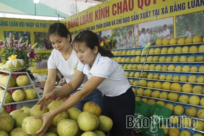 Sản phẩm bưởi Bằng Luân được giới thiệu, quảng bá tại các chương trình xúc tiến thương mại.