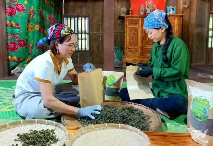 Đóng gói sản phẩm tại cơ sở Cổ Trà Thiên Phúc, thôn Bằng Phúc 1, xã Đồng Phúc.