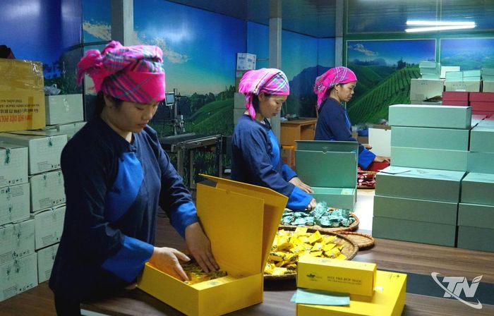 Thành viên Hợp tác xã trà Búp Ngọc đóng gói chè vào các hộp quà tặng có thiết kế sang trọng, bắt mắt.
