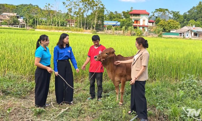Chị Triệu Kim Huệ, Bí thư Đoàn xã Lam Vỹ, tham gia hoạt động hỗ trợ bò sinh kế cho người dân địa phương.
