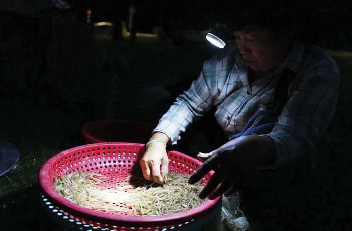 Phân loại lộc phá 