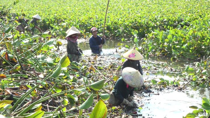 Địa phương triển khai xử lý bèo tây, phát quang cây cỏ ven sông Hói Trường.