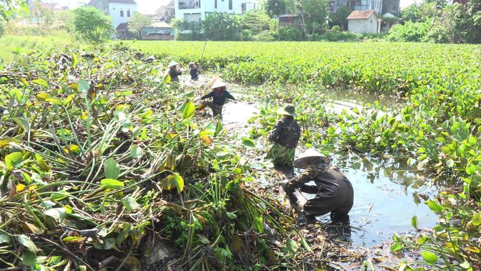 Bèo tây phủ dày mặt sông Hói Trường đoạn qua xã Nam Gianh, tỉnh Quảng Trị.