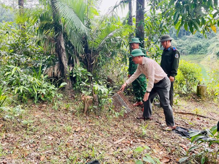 Các cá thể động vật được thả về môi trường tự nhiên tại Vườn quốc gia Vũ Quang