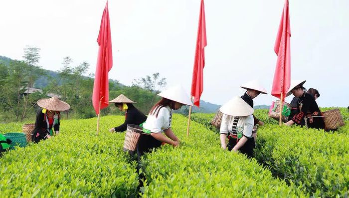 Hội thi hái chè “Vũ điệu búp xanh - Hương sắc Trại Cài”. Ảnh TNGOV