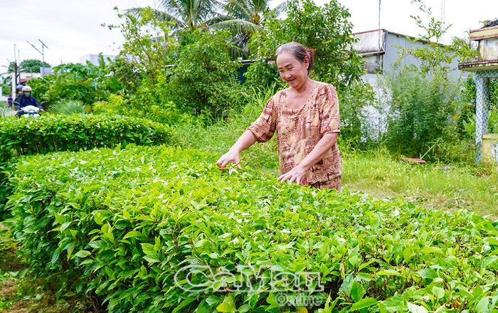  Bà Lê Thị Thuỷ (ấp Châu Điền, xã Đông Hải) chăm sóc, cắt tỉa hàng rào cây xanh trước nhà, góp phần xây dựng cảnh quan nông thôn xanh - sạch - đẹp.