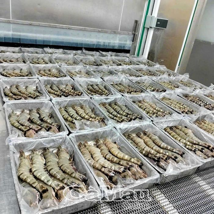 Tôm Cà Mau được chế biến, đa dạng hóa sản phẩm, hướng đến đáp ứng nhu cầu của các thị trường xuất khẩu.